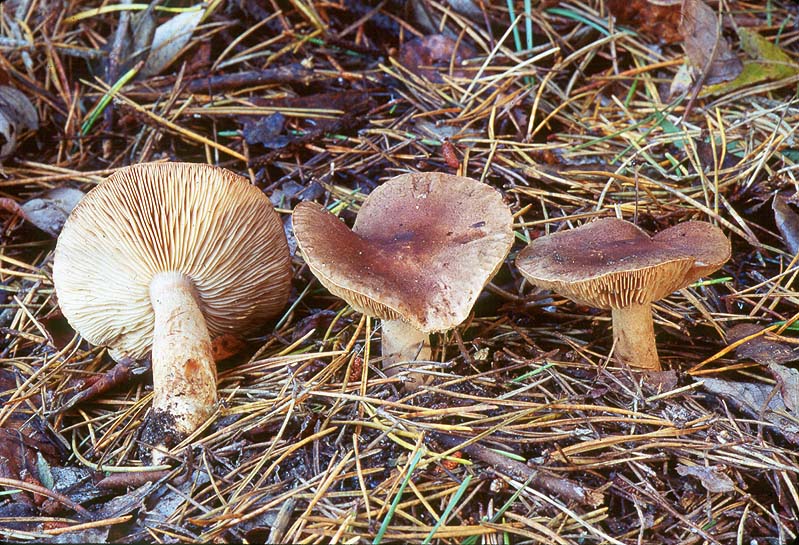 Tricholoma imbricatum